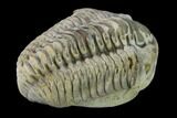 Bargain, Flexicalymene Trilobite - Mt Orab, Ohio #133912-3